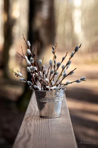 Pussy willows in a metal bucket stands on a stump in the forest. Blurred background. Postcard. Place for your text.