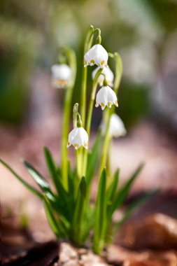 Ormanda kardamlaları çiçek açıyor. İlk Bahar Çiçekleri. Ormanda ilkbahar. Yüksek kalite fotoğraf