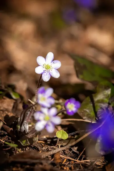 Białe Kwiaty Kopać Lub Pechenocnae Hepatica Nobilis Rosę Zbliżenie Wysokiej — Zdjęcie stockowe