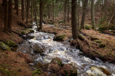 Ormandaki akarsu. İlkbaharda ormanda küçük bir nehir. Nehirdeki kayalar. Nehir köpüğü. Bahar. Yakın plan. Yüksek kalite fotoğraf