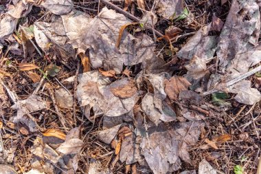 Ormanda kuru yapraklar. Geçen yılın kuru yaprakları. Orman çöpü. Doku. Geçmişi. Yüksek kalite fotoğraf