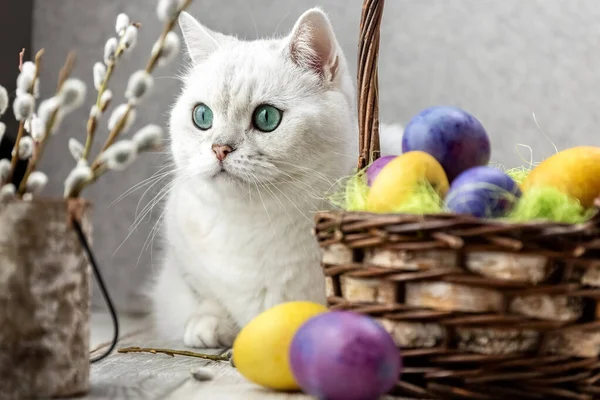 Beyaz kedi Paskalya renkli yumurtalara bakar. Nasıra boyanmış yumurta. İngiliz cinsi. Yakın plan..