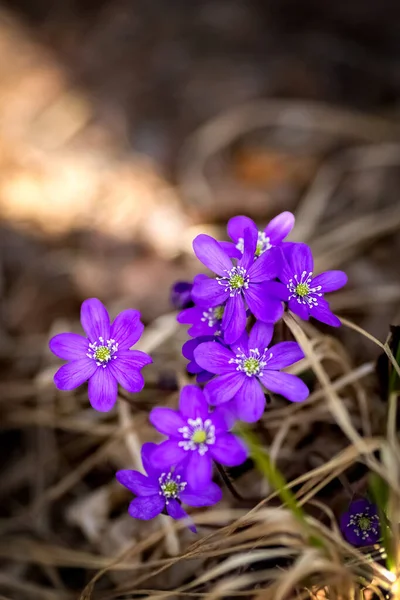 Flor Azul Copse Pechenocnae Hepatica Nobilis Orvalho Close Foto Alta — Fotografia de Stock