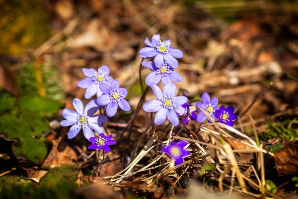 Mavi Flower Copse veya pechenocnae. Hepatit nobilis. Çiy. Yakın plan. Yüksek kalite fotoğraf