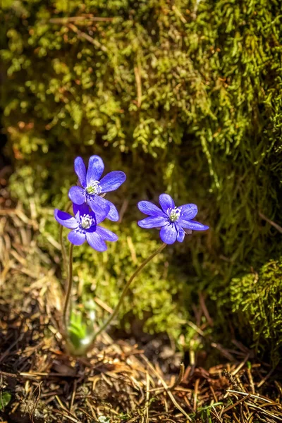 Blaue Blume Oder Petschenocnae Hepatica Nobilis Tau Nahaufnahme Hochwertiges Foto — Stockfoto