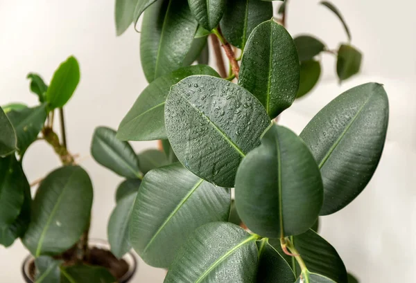 Geniş, pürüzsüz yapraklı Ficus elastica. Kauçuk fitil. Ev bitkileri. Yüksek kalite fotoğraf