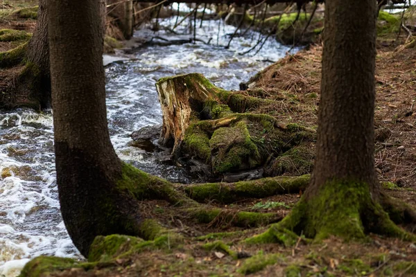 Baumstumpf Wald Fluss Unscharfer Hintergrund Hochwertiges Foto — Stockfoto