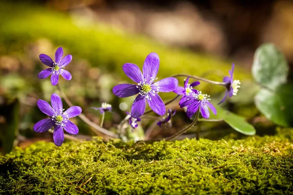 Fiore Azzurro Pechenocnae Hepatica Nobilis Rugiada Primo Piano Foto Alta — Foto Stock