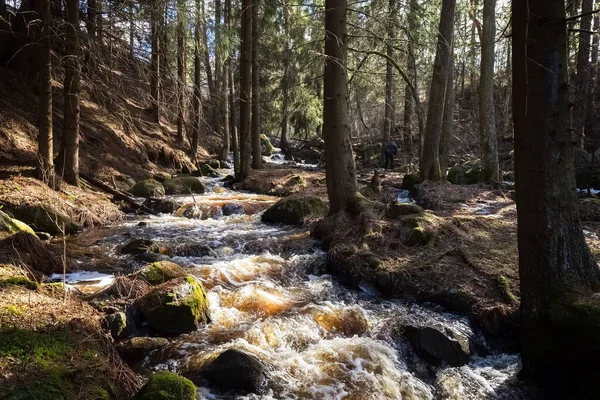 Ormandaki akarsu. İlkbaharda ormanda küçük bir nehir. Nehirdeki kayalar. Nehir köpüğü. Bahar. Yakın plan. Yüksek kalite fotoğraf
