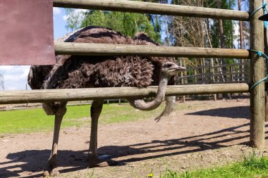 Devekuşu çiftliği. Devekuşu çiftliğinde devekuşu. Devekuşu çitin üzerinden bakıyor. Esaret altındaki hayvanlar. Yüksek kalite fotoğraf