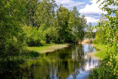 Yaz manzarası. Ormandaki göl. Doğa Koruma Konsepti. Yaz dönemi. Yüksek kalite fotoğraf