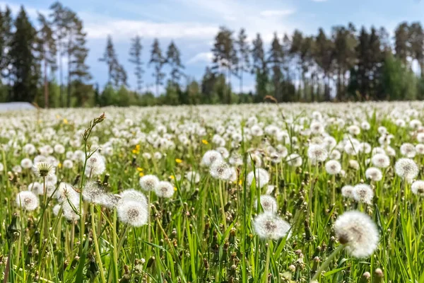 A large field of dandelions. White fluffy dandelions are blooming. Summer background. Medicinal plants. Food for pets.Weed control. High quality photo