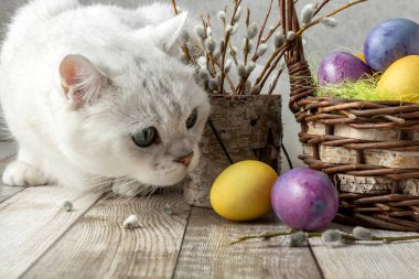 Beyaz kedi Paskalya renkli yumurtalara bakar. Nasıra boyanmış yumurta. İngiliz cinsi. Yakın plan. Yüksek kalite fotoğraf