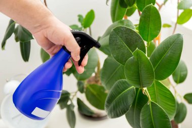 Ficus elastica. Ficus yapraklarını sprey şişesinden sıkarak. El yaprakları serper. Kauçuk fitil. Ev bitkileri. Yüksek kalite fotoğraf