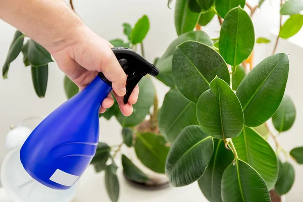 Ficus elastica. Ficus yapraklarını sprey şişesinden sıkarak. El yaprakları serper. Kauçuk fitil. Ev bitkileri. Yüksek kalite fotoğraf