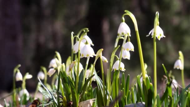 Muitas Gotas Neve Estão Florescendo Floresta Primeiras Flores Primavera Primavera — Vídeo de Stock