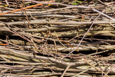 Dallar ve dallar. Doku. Doğal arka plan. Ağaç dallarından yapılmış bir çit. Köy tarzı. - Evet. Yüksek kalite fotoğraf