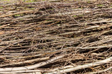 Dallar ve dallar. Doku. Doğal arka plan. Ağaç dallarından yapılmış bir çit. Köy tarzı. - Evet. Yüksek kalite fotoğraf