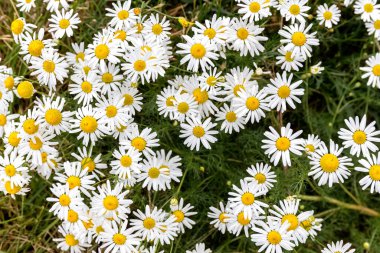 Eczane papatya çayı tarlada çiçek açar. Tahsilat zamanı tıbbi bitkiler. Kapat.. 