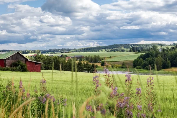 Campo de trigo en verano. Plantaciones de cereales agrícolas. Verano Finlandés paisaje. Fotos De Stock Sin Royalties Gratis