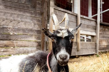 Kuşhanede beyaz benekli bir kara keçi bakıyor. Avluda boynuzlu keçi.