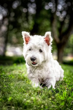 West Highland beyaz teriyeri. Yürüyüşe çıkan beyaz köpek. Yaz. Kart. Poster.