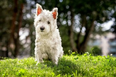 West Highland beyaz teriyeri. Yürüyüşe çıkan beyaz köpek. Yaz. Yakın plan..