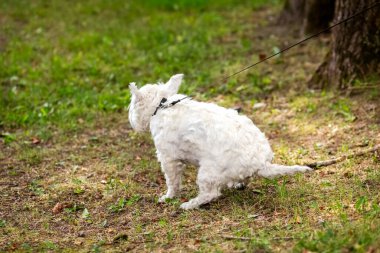 Batı Highleng Beyaz Teriyeri çimlere kaka yapıyor. Beyaz köpek sıçıyor. Arka plan bulanık. Kuyruğa ve gövdenin arkasına odaklan..