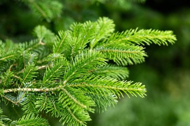 Bulanık bir arka planda ladin dalı. Yaz doğal arka plan.