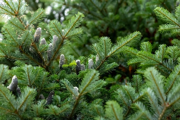 Spruce branch with black cones on a blurred background. Black cones on the spruce. Summer natural background. — Stock Photo, Image