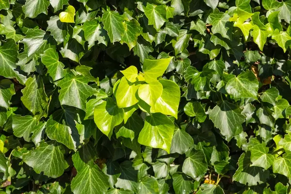 天然草本植物背景略带模糊。爬到墙上的植物. — 图库照片