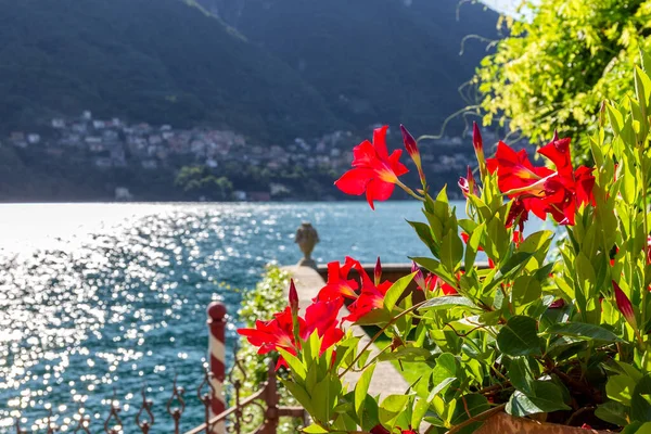 Červené květy na pozadí jezera Como. Rozmazané pozadí. — Stock fotografie