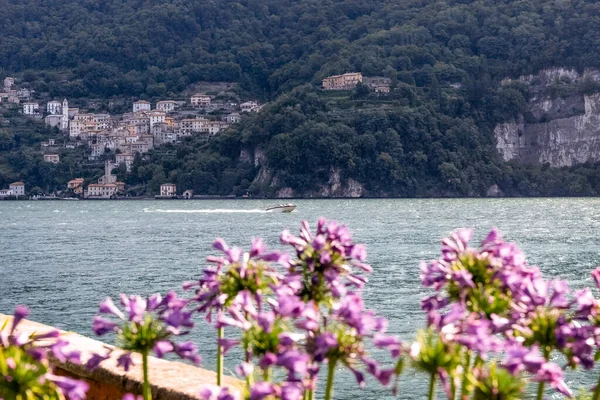 Fialové květy na pozadí jezera Como. Rozmazané pozadí. — Stock fotografie