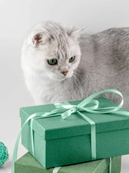 El gato blanco mira los regalos. Dos cajas de regalo verdes y un gato blanco sobre un fondo de belón. Concepto. — Foto de Stock