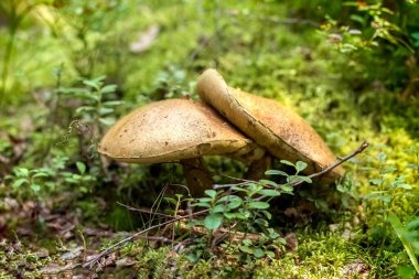 Ormanda mantar yosunu. Yenilebilir mantarlar. Kavram.