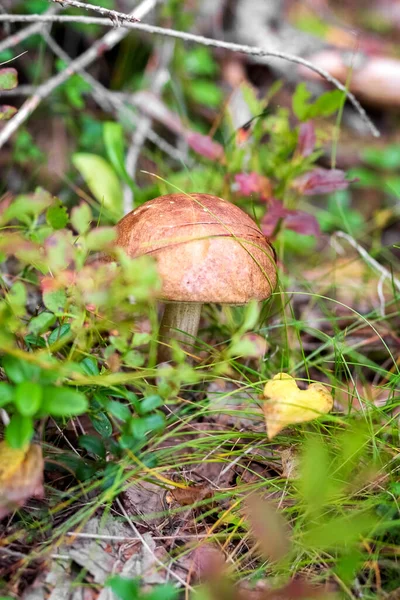 Boletus mushroom in the forest. Edible mushrooms. Concept. Photo