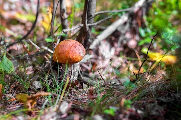 O cogumelo Boletus cresce na floresta. Cogumelos comestíveis Conceito. — Fotografia de Stock
