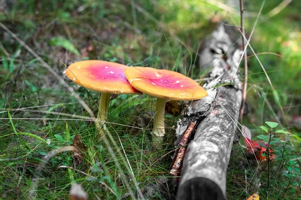 Amanita na floresta. Cogumelos venenosos. Natureza finlandesa. Conceito. — Fotografia de Stock