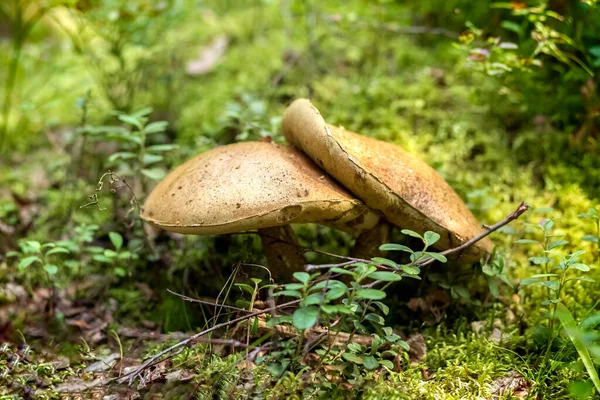Mushroom Moss na floresta. Cogumelos comestíveis Conceito. — Fotografia de Stock