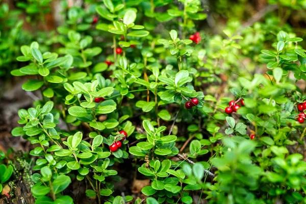 Lingonberry ormanda yetişir. Böğürtlen Doğal yiyecek..