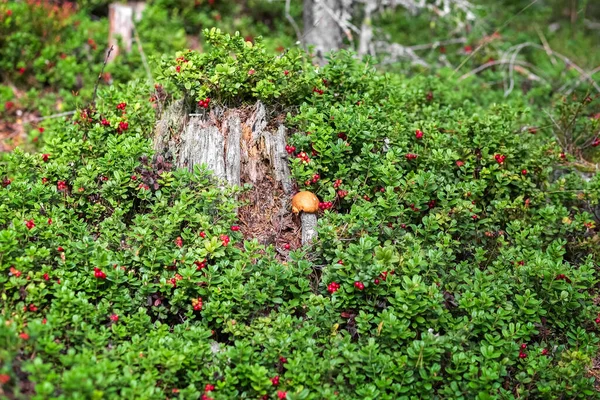 Preiselbeere wächst im Wald. Stumpf und Beeren. Natürliche Lebensmittel. — Stockfoto