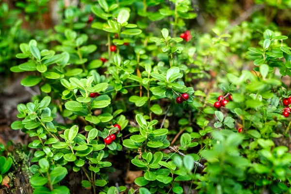 Lingonberry crece en el bosque. Bayas. Alimentos naturales. Fotos De Stock