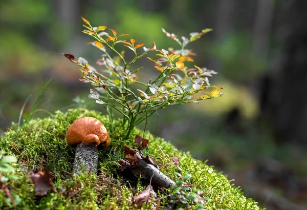 Boletus mantarı ormanda yetişir. Yenilebilir mantarlar. Kavram. — Stok fotoğraf
