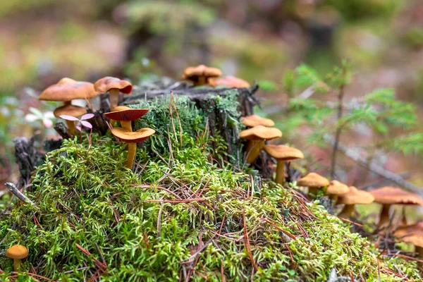 Os cogumelos de mel crescem em um toco de árvore. Colheita de cogumelos. — Fotografia de Stock