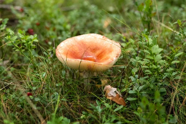 Toadstool cresce na floresta. Cogumelos inócuos e perigosos. — Fotografia de Stock