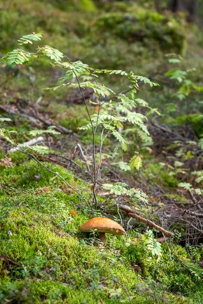 Steinpilze wachsen im Wald. Essbare Pilze. Konzept. — Stockfoto