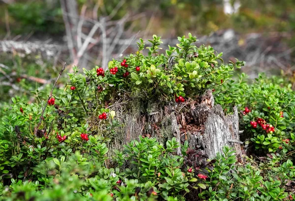 Preiselbeere wächst im Wald. Die Saison für das Pflücken von Waldbeeren. Preiselbeerernte. — Stockfoto
