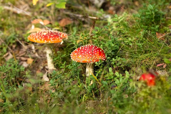 Amanita Floresta Cogumelos Venenosos Natureza Finlandesa Conceito Foto — Fotografia de Stock