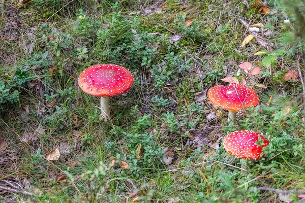 Amanita ormanda. Zehirli mantarlar. Finlandiya doğası. Kavram.