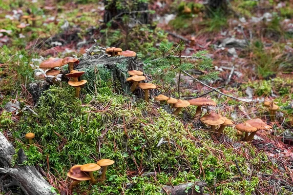 Ballı Mantarlar Ağaç Kütüğünde Yetişir Mantar Toplama Fotoğraf — Stok fotoğraf